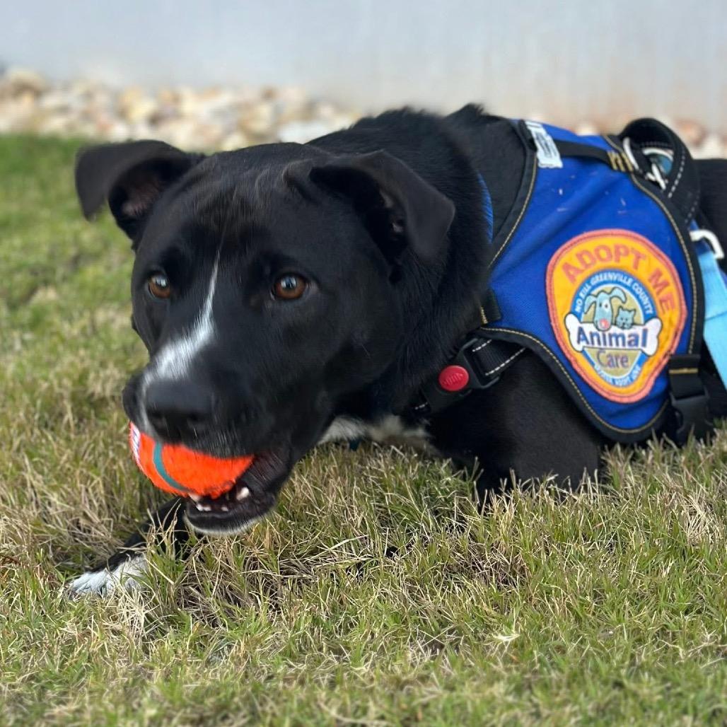 Enlarge Harley, a Adoptable mixed breed in Greenville, SC image 6/6