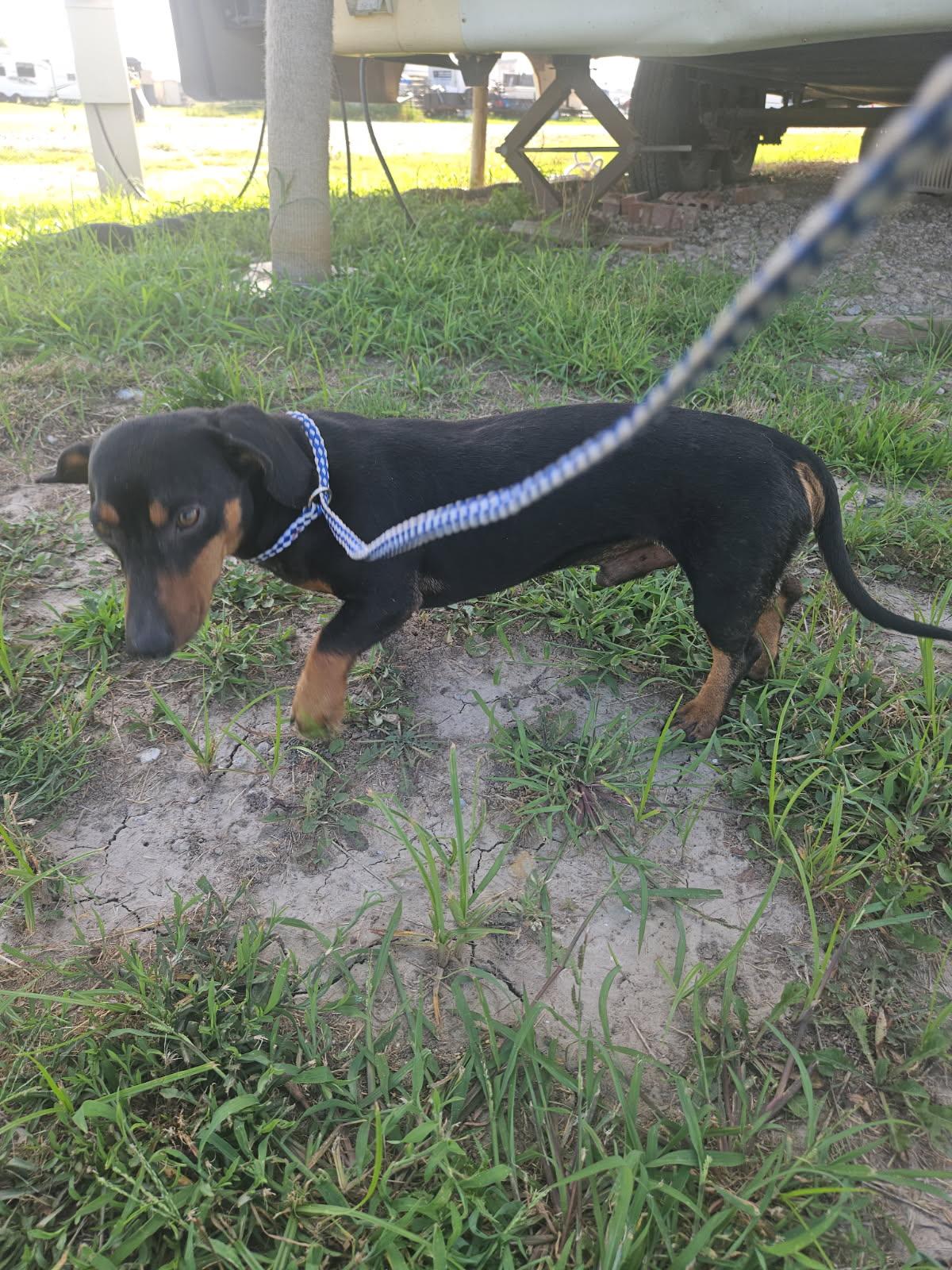 Enlarge Bruno, a Adopted Miniature Dachshund in Plano, TX image 1/2
