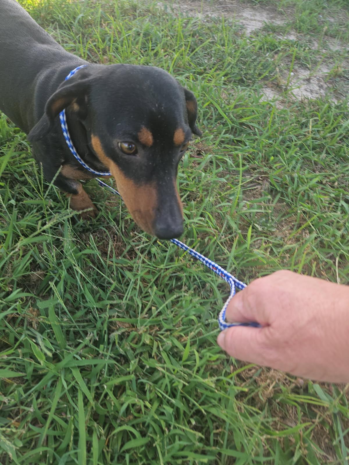 Enlarge Bruno, a Adopted Miniature Dachshund in Plano, TX image 2/2