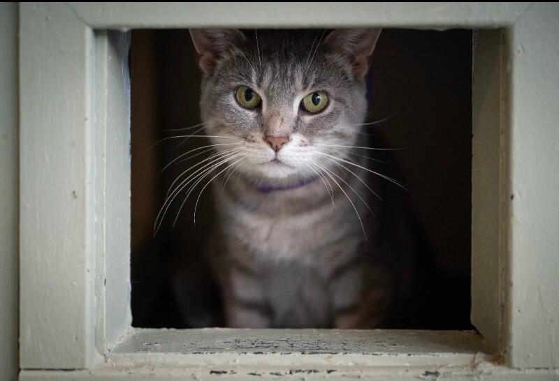 Eleanor, Adoptable, Adult Female Domestic Short Hair.