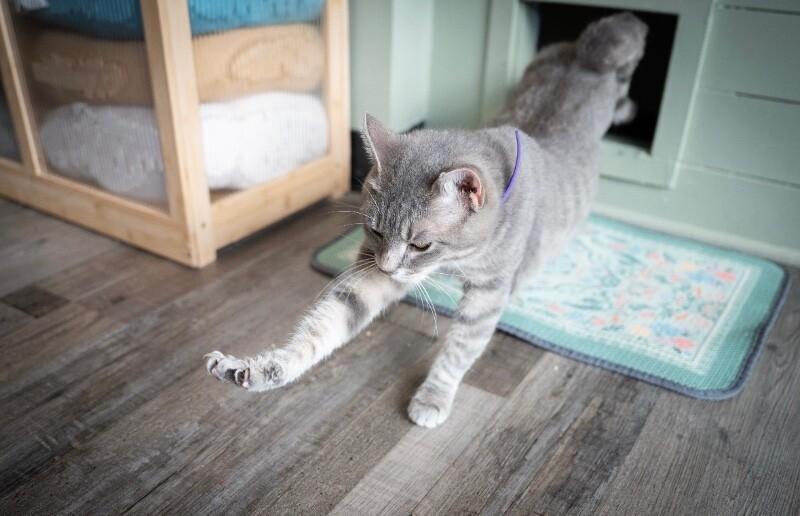 Enlarge Eleanor, a Adoptable Domestic Short Hair in Grand Rapids, MI image 2/5