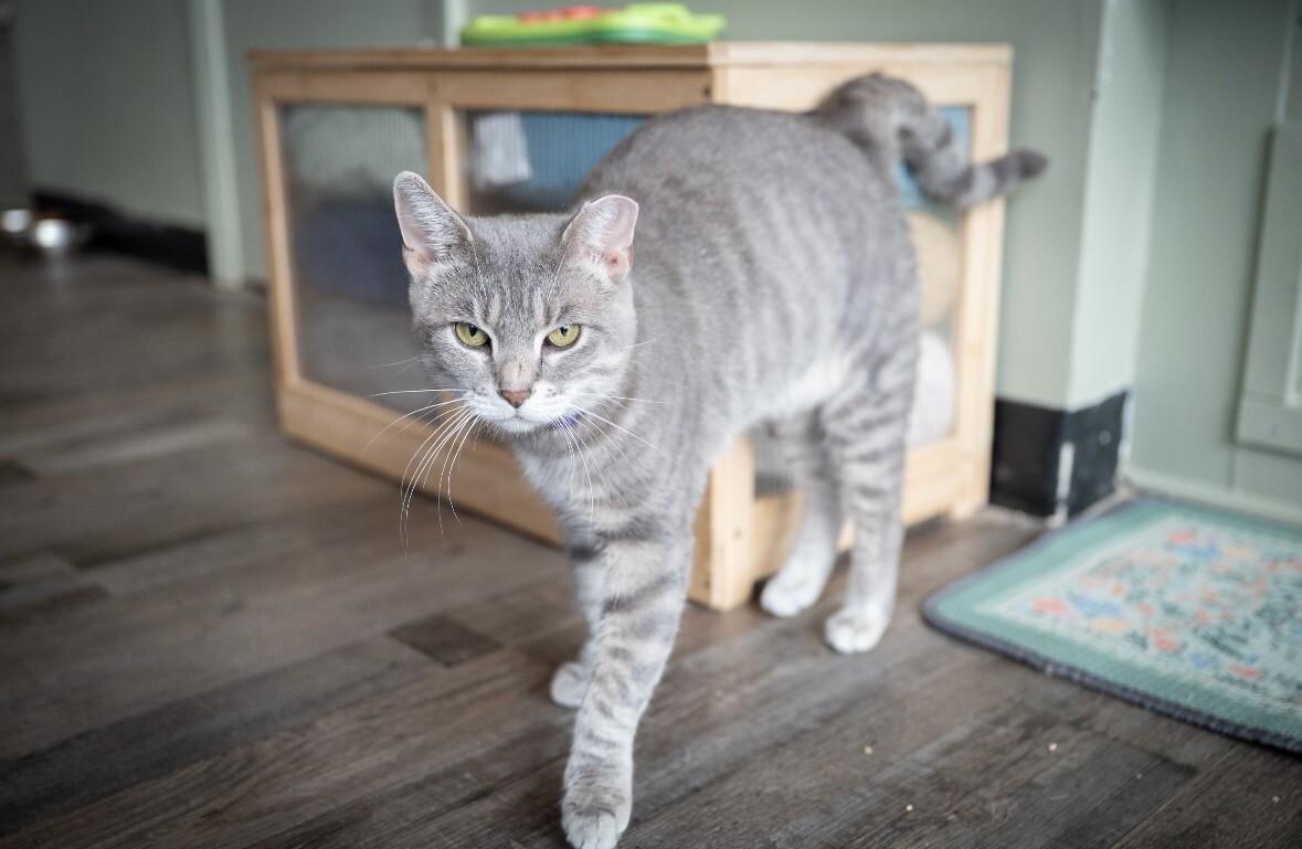 Enlarge Eleanor, a Adoptable Domestic Short Hair in Grand Rapids, MI image 3/5