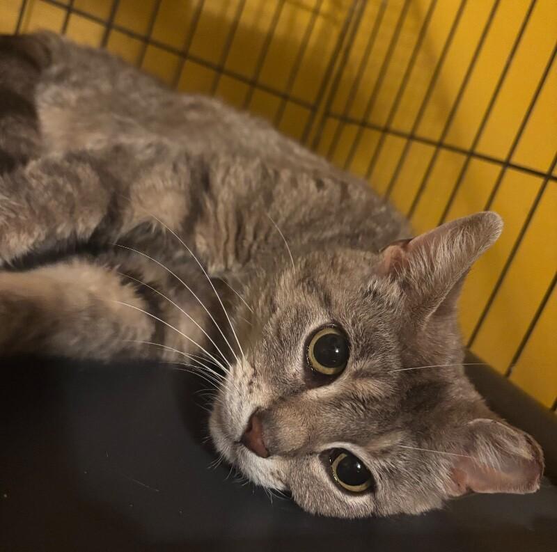 Enlarge Eleanor, a Adoptable Domestic Short Hair in Grand Rapids, MI image 1/1