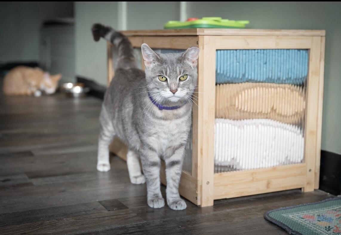 Enlarge Eleanor, a Adoptable Domestic Short Hair in Grand Rapids, MI image 5/5
