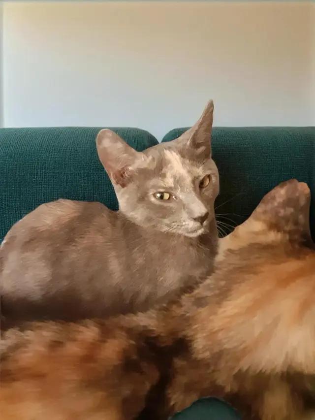 Enlarge Maggie ( Mag Pie), a ADOPTABLE Domestic Short Hair in Antioch, CA image 1/2