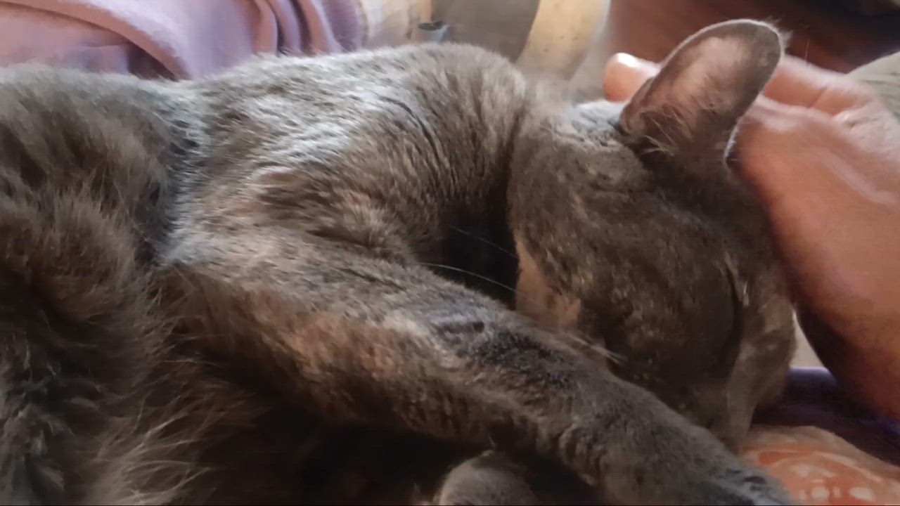 Enlarge Maggie ( Mag Pie), a ADOPTABLE Domestic Short Hair in Antioch, CA video 2/2