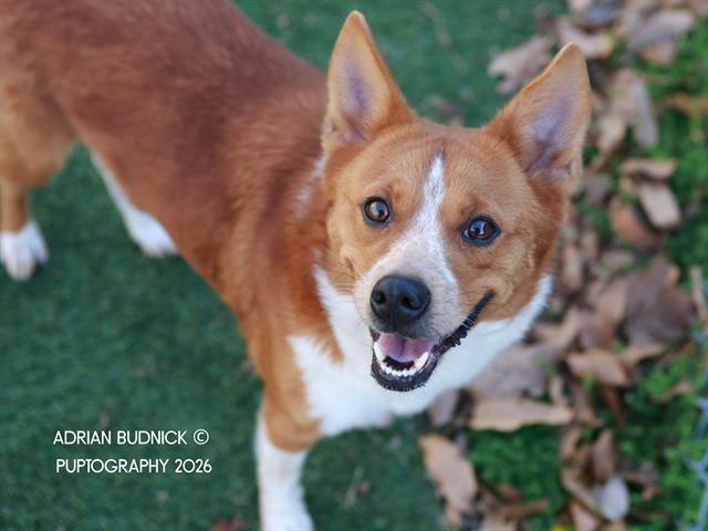 Enlarge Supernova, an adopted Mixed Breed in Nashville, TN image 1/2