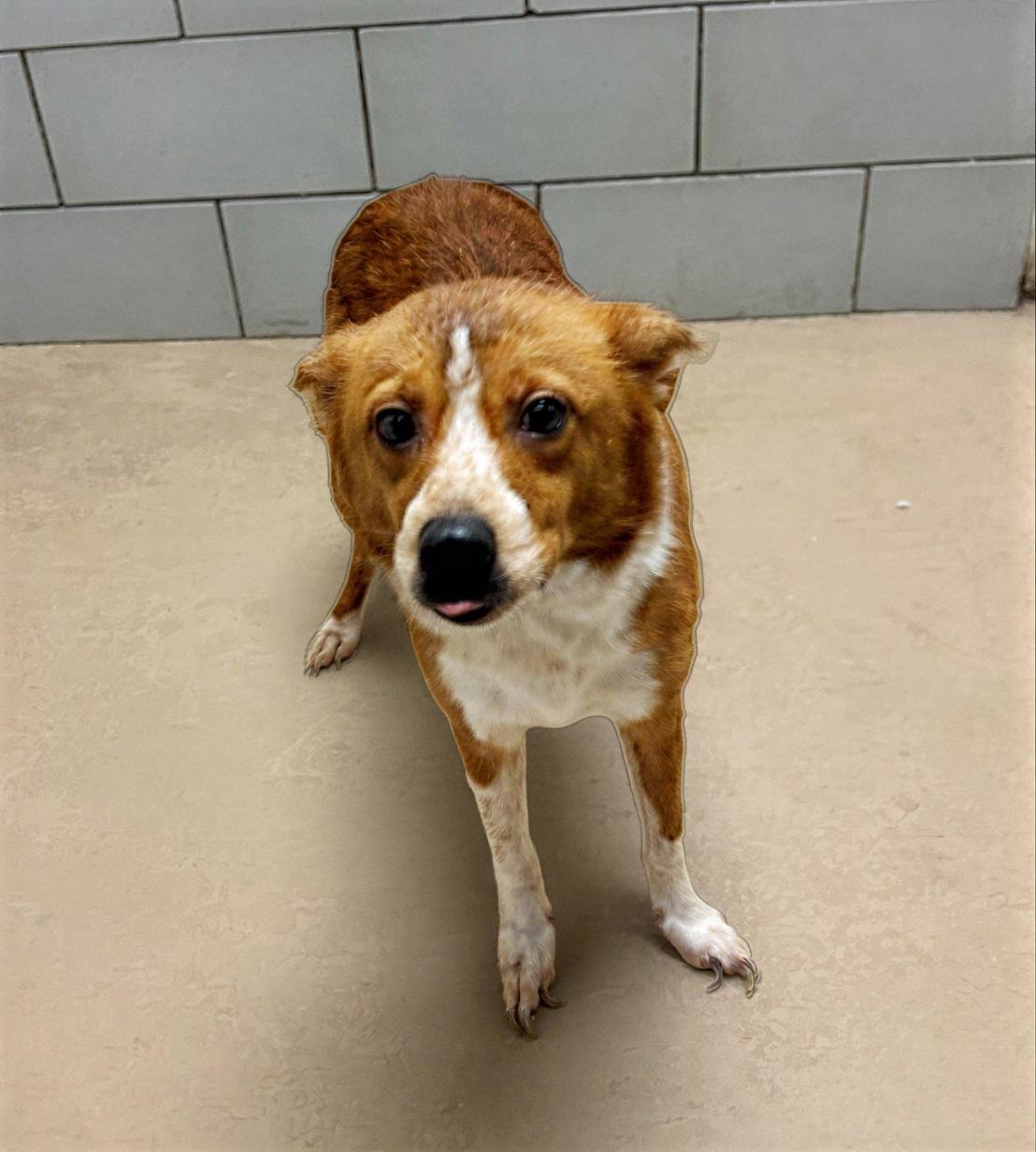 Supernova, ADOPTABLE, Adult Female Mixed Breed.