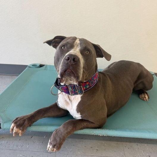 Enlarge Rocco, a Adoptable mixed breed in Carencro, LA image 1/6