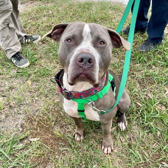 Enlarge Rocco, a Adoptable mixed breed in Carencro, LA image 2/6