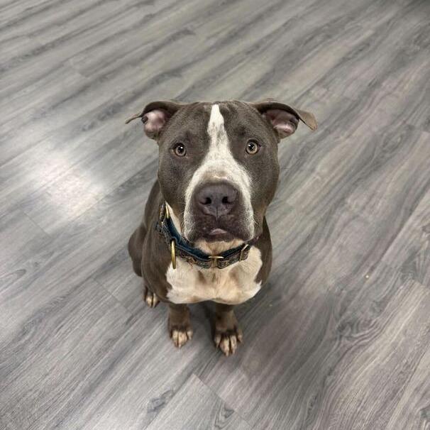 Enlarge Rocco, a Adoptable mixed breed in Carencro, LA image 2/6