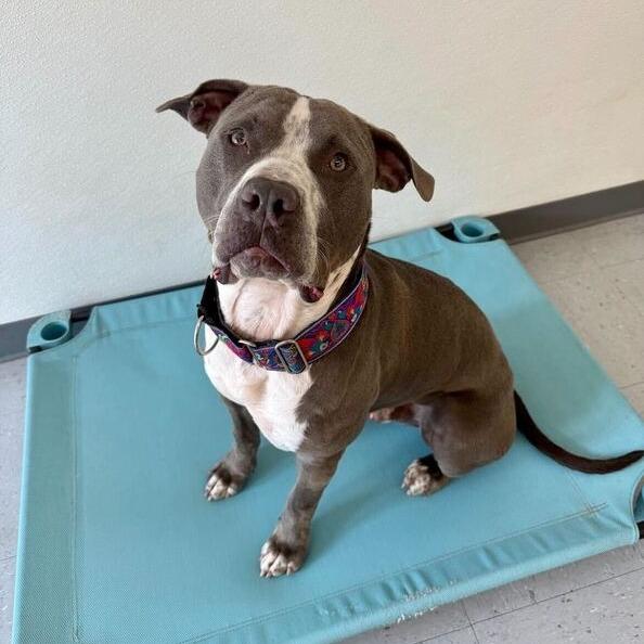 Enlarge Rocco, a Adoptable mixed breed in Carencro, LA image 4/6