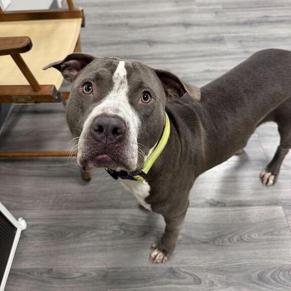 Enlarge Rocco, a Adoptable mixed breed in Carencro, LA image 6/6