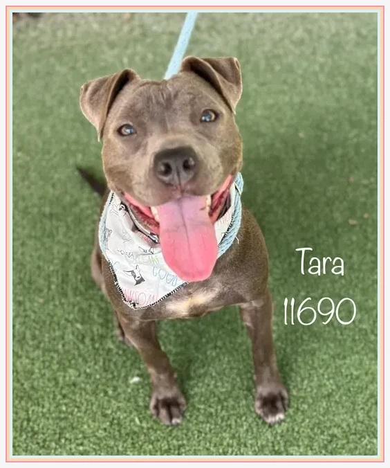 TARA Pit Bull Terrier Dog