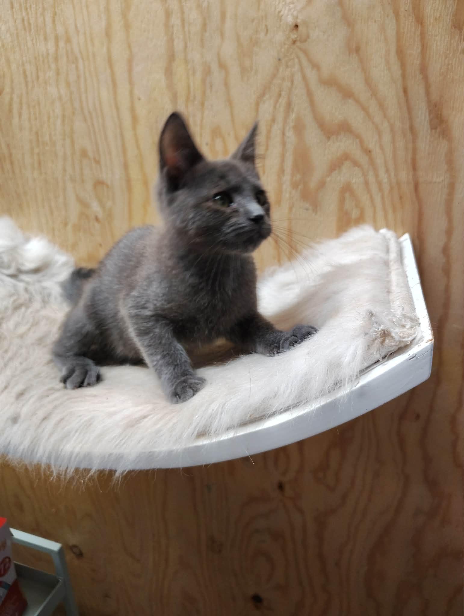 Puff, an adoptable mixed breed in Oakville, WA image 4/5