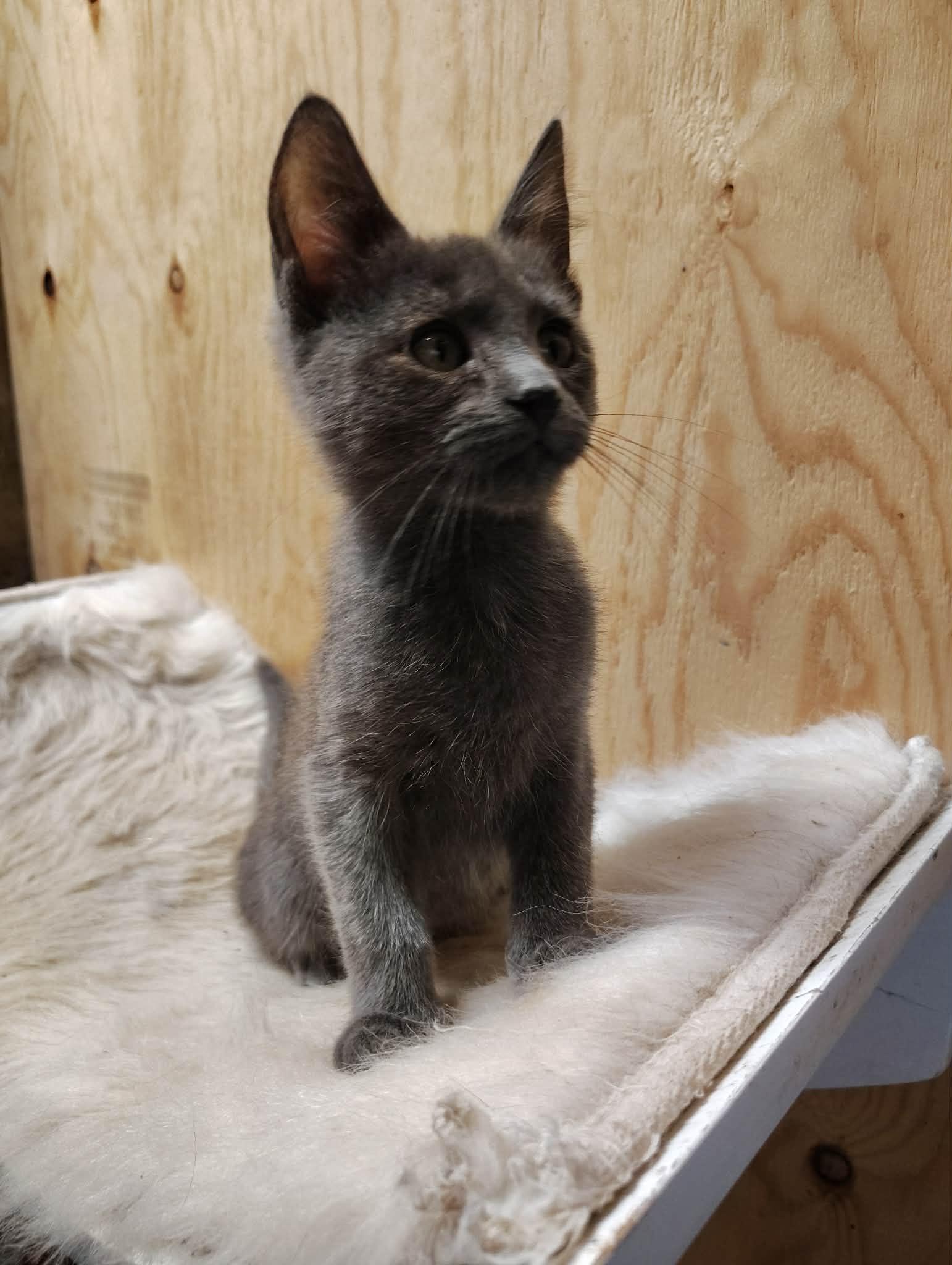Puff, an adoptable mixed breed in Oakville, WA image 5/5