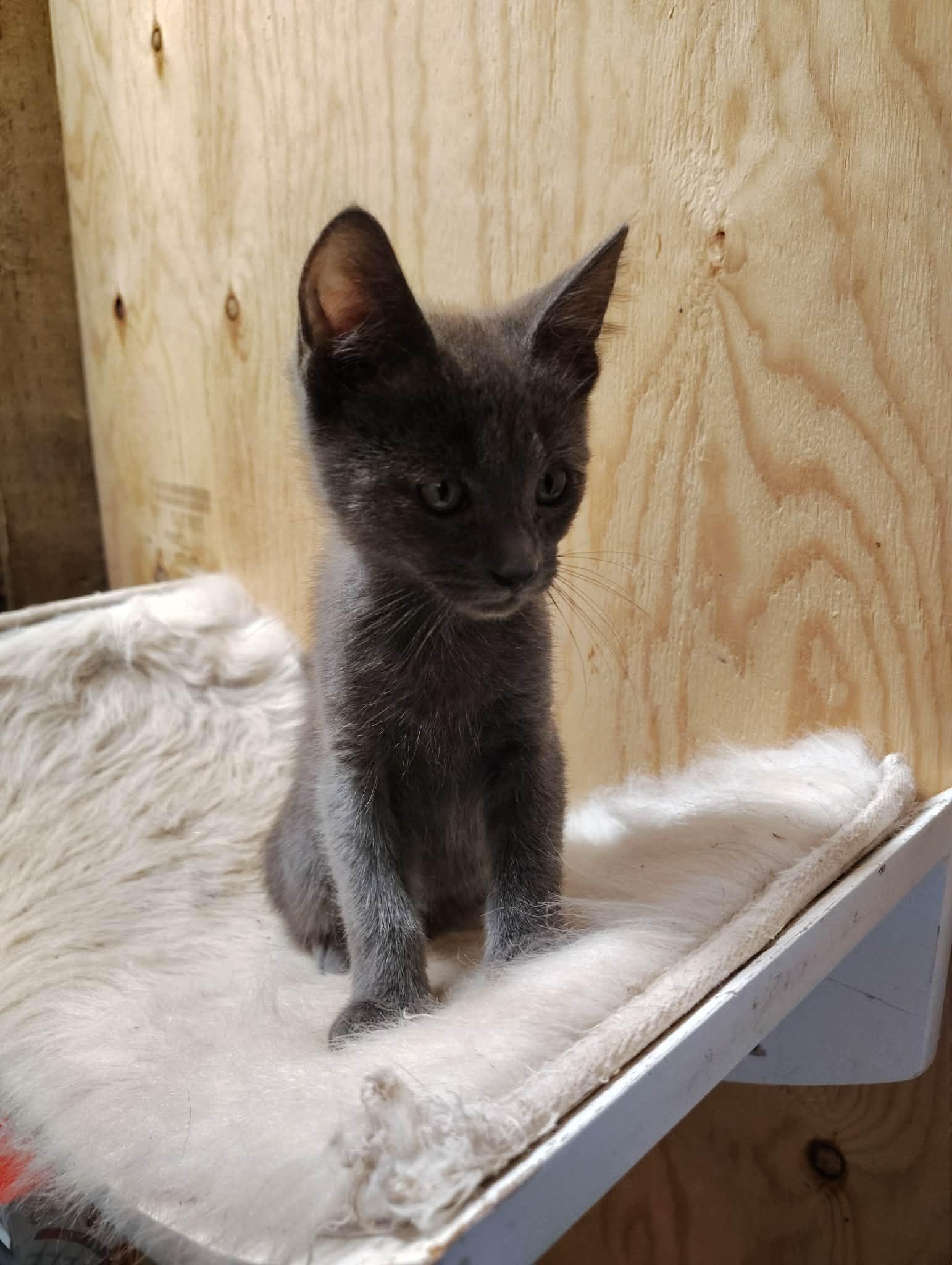 Puff, an adoptable mixed breed in Oakville, WA image 3/5