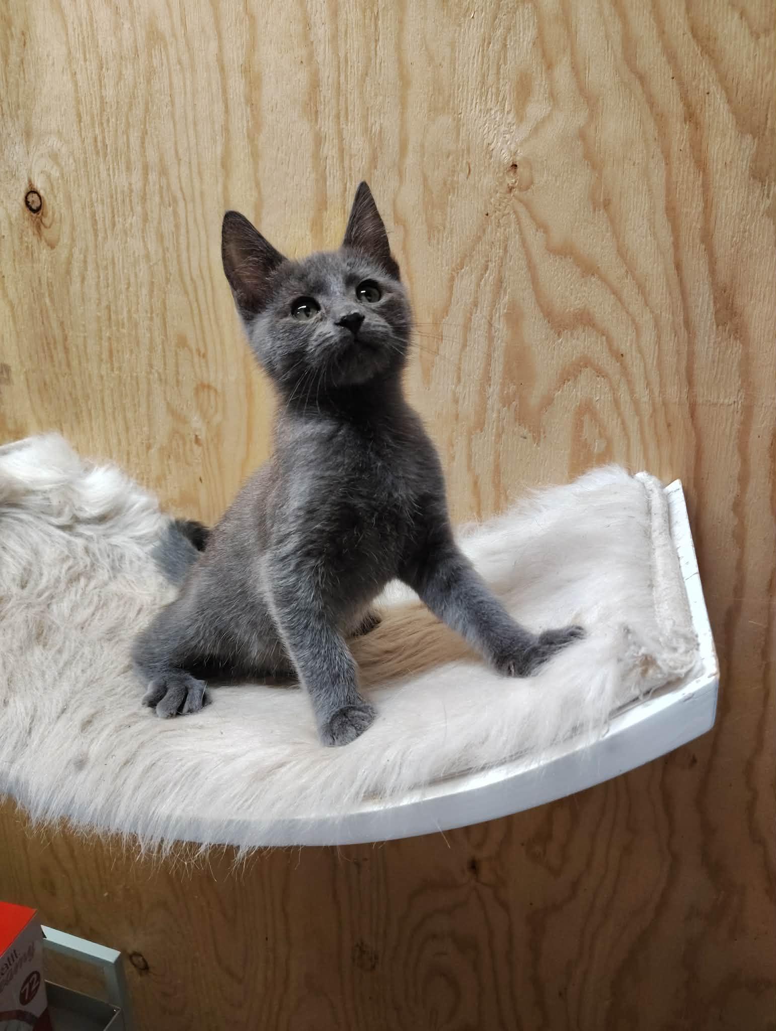 Puff, an adoptable mixed breed in Oakville, WA image 2/5