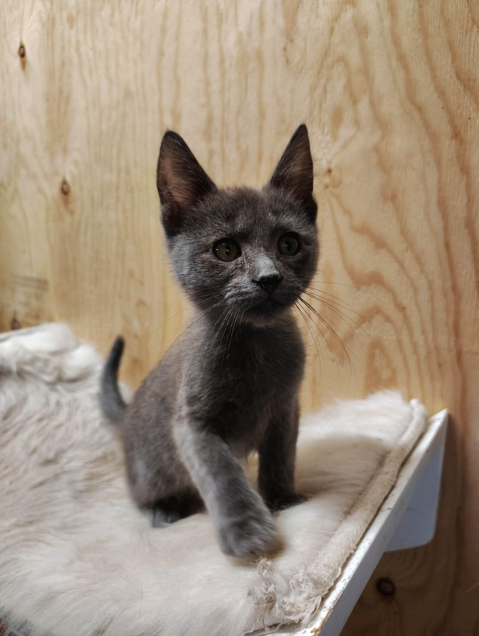 Puff, an adoptable mixed breed in Oakville, WA image 1/5
