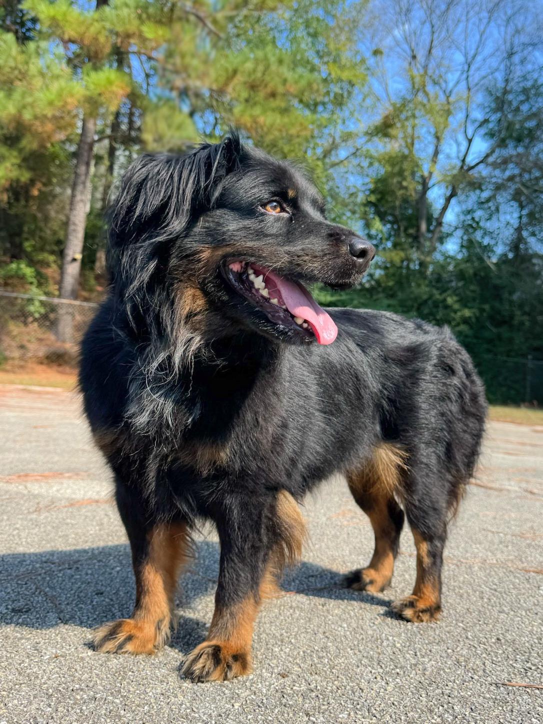 Trixie, Adoptable, Adult Female Australian Shepherd.