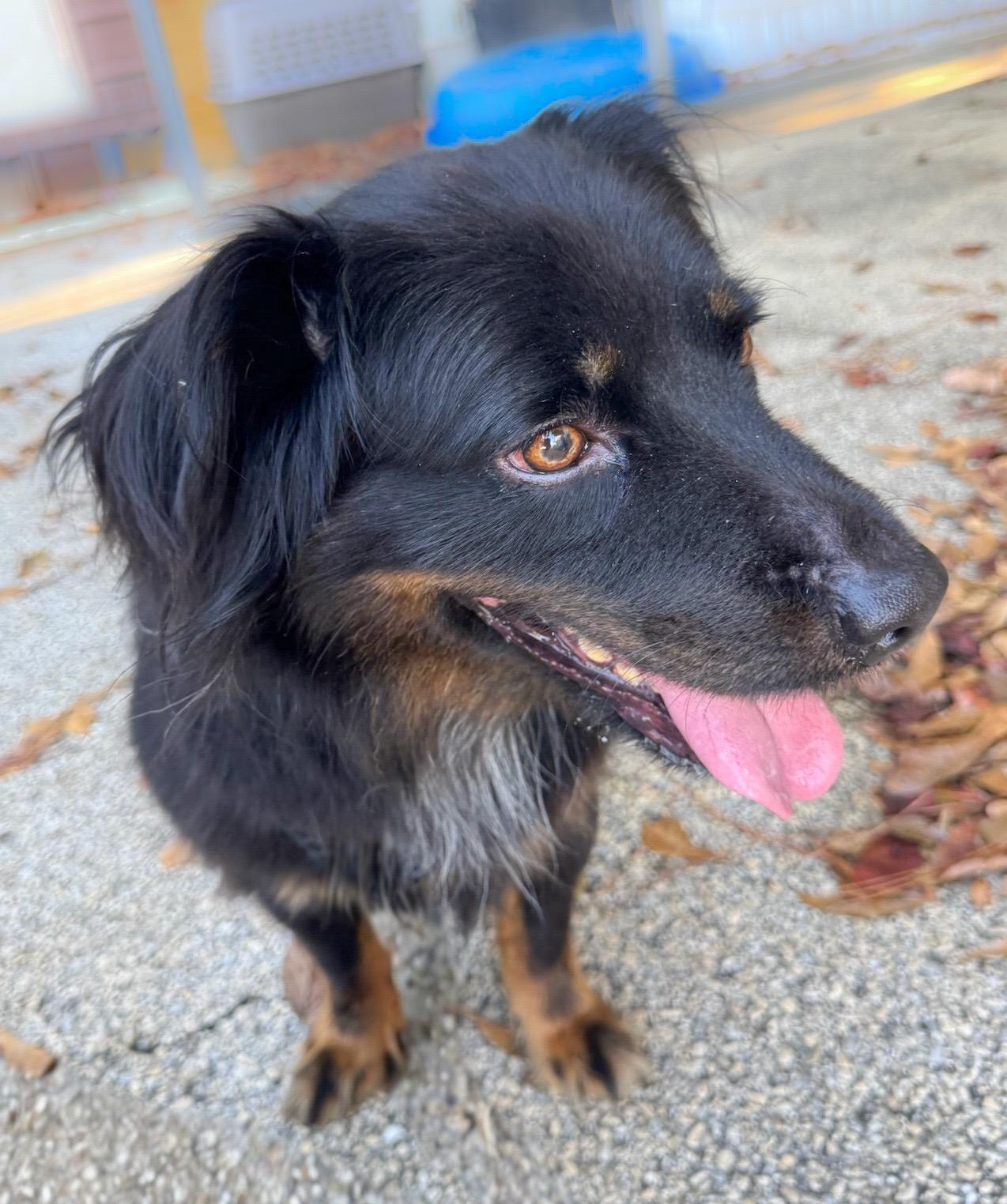 Trixie, a Adoptable mixed breed in Henderson, TX image 2/4