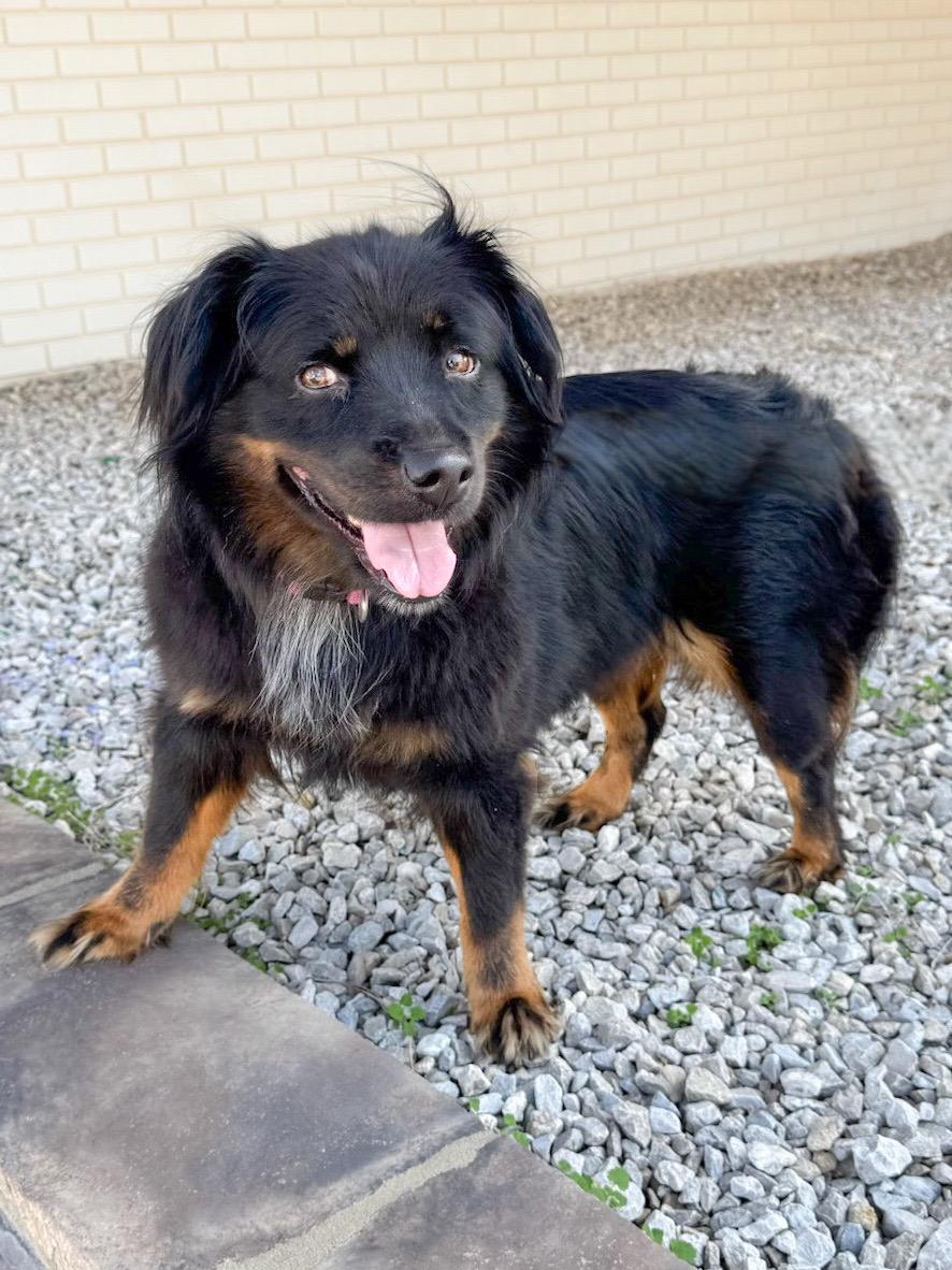 Trixie, a Adoptable mixed breed in Henderson, TX image 3/4