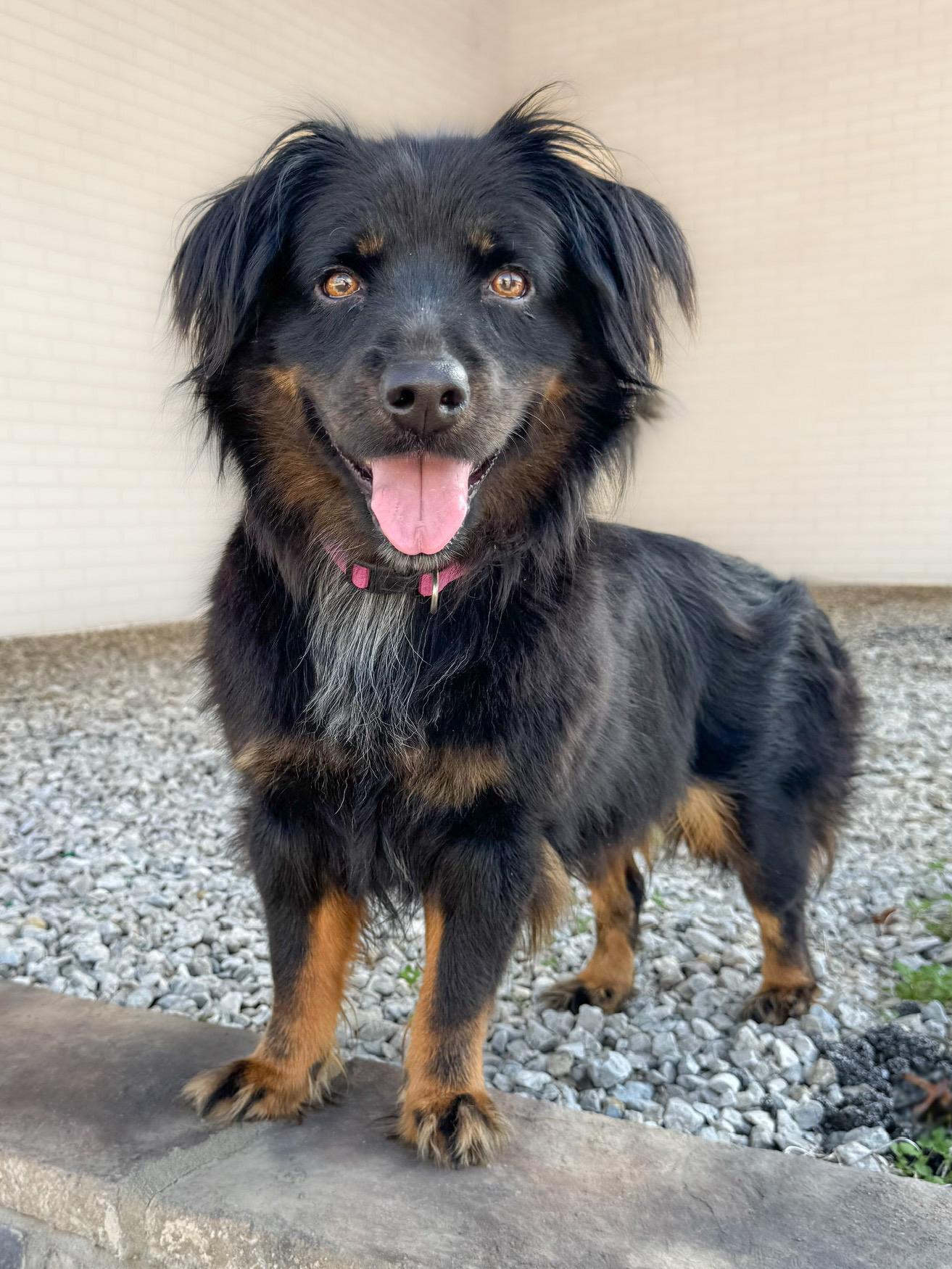 Trixie, a Adoptable mixed breed in Henderson, TX image 4/4