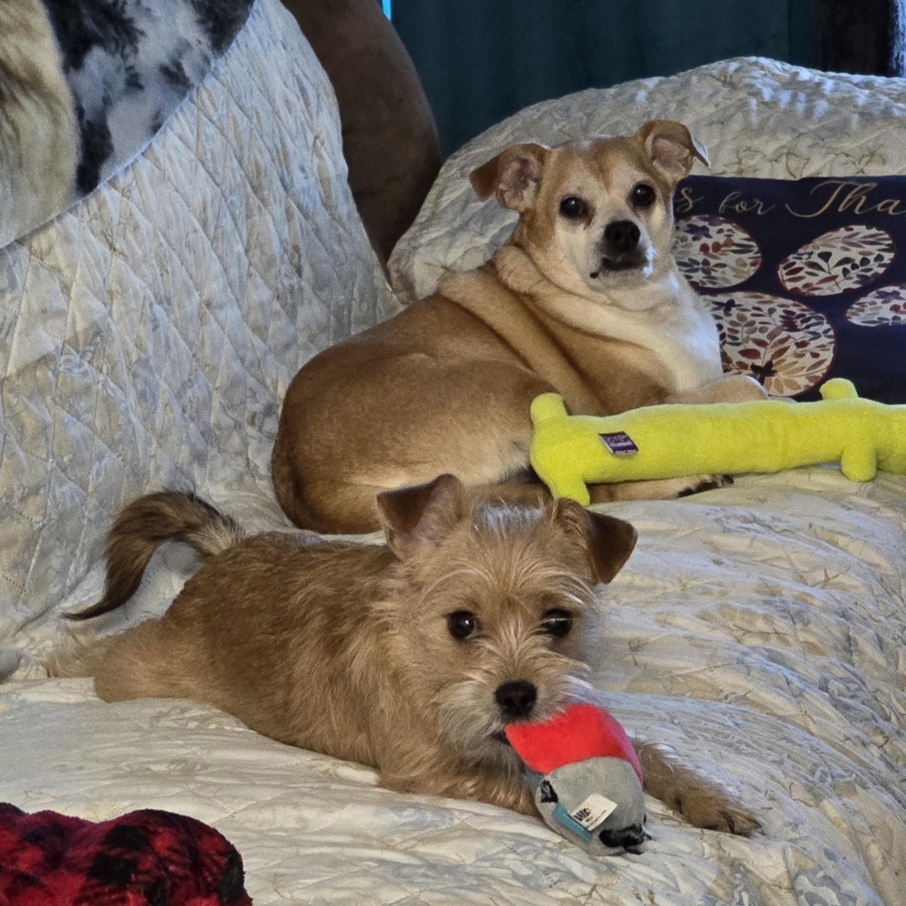 Enlarge Kit, an adopted mixed breed in Portland, OR image 3/6