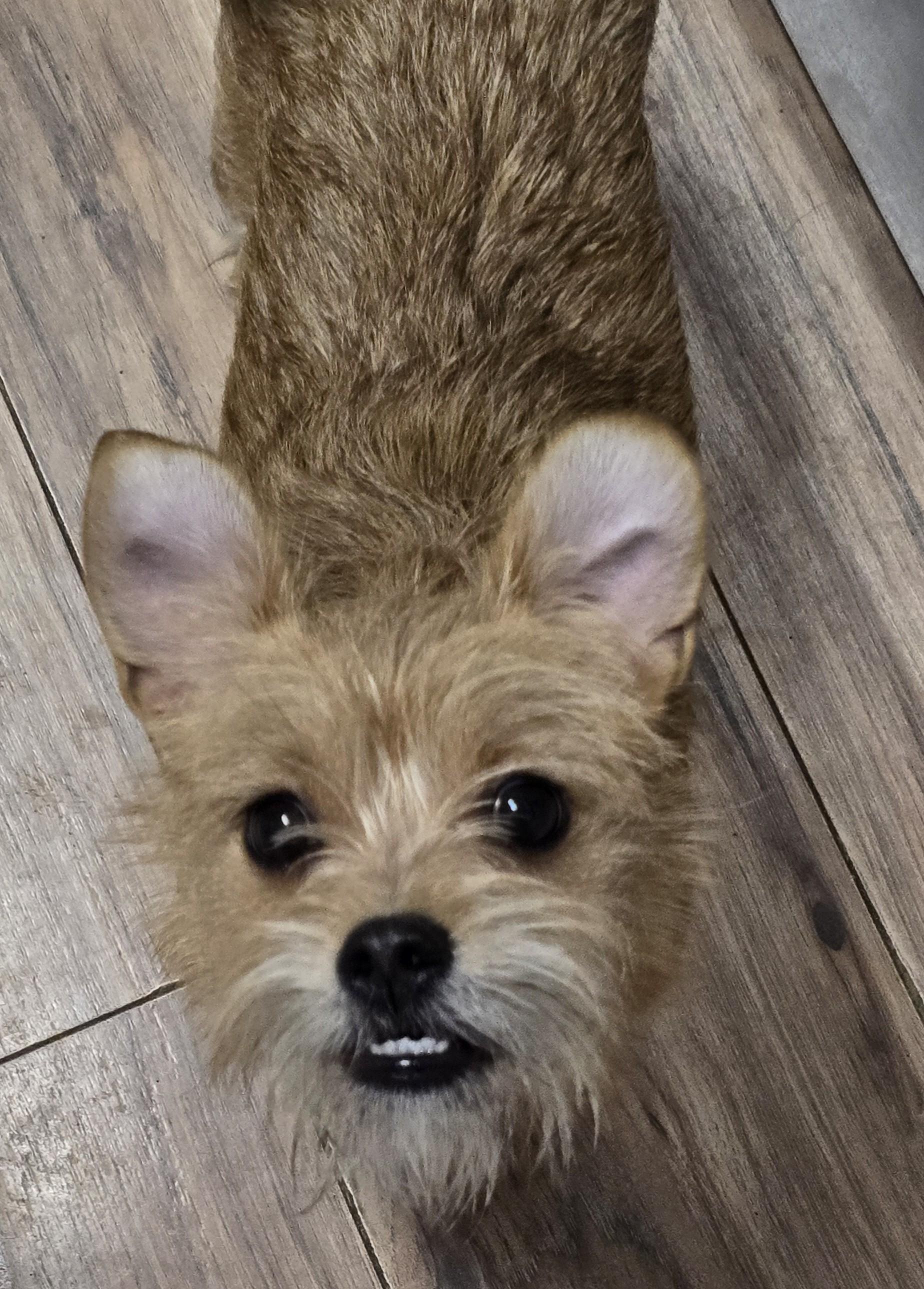 Kit, adopted, Young Female Norfolk Terrier.