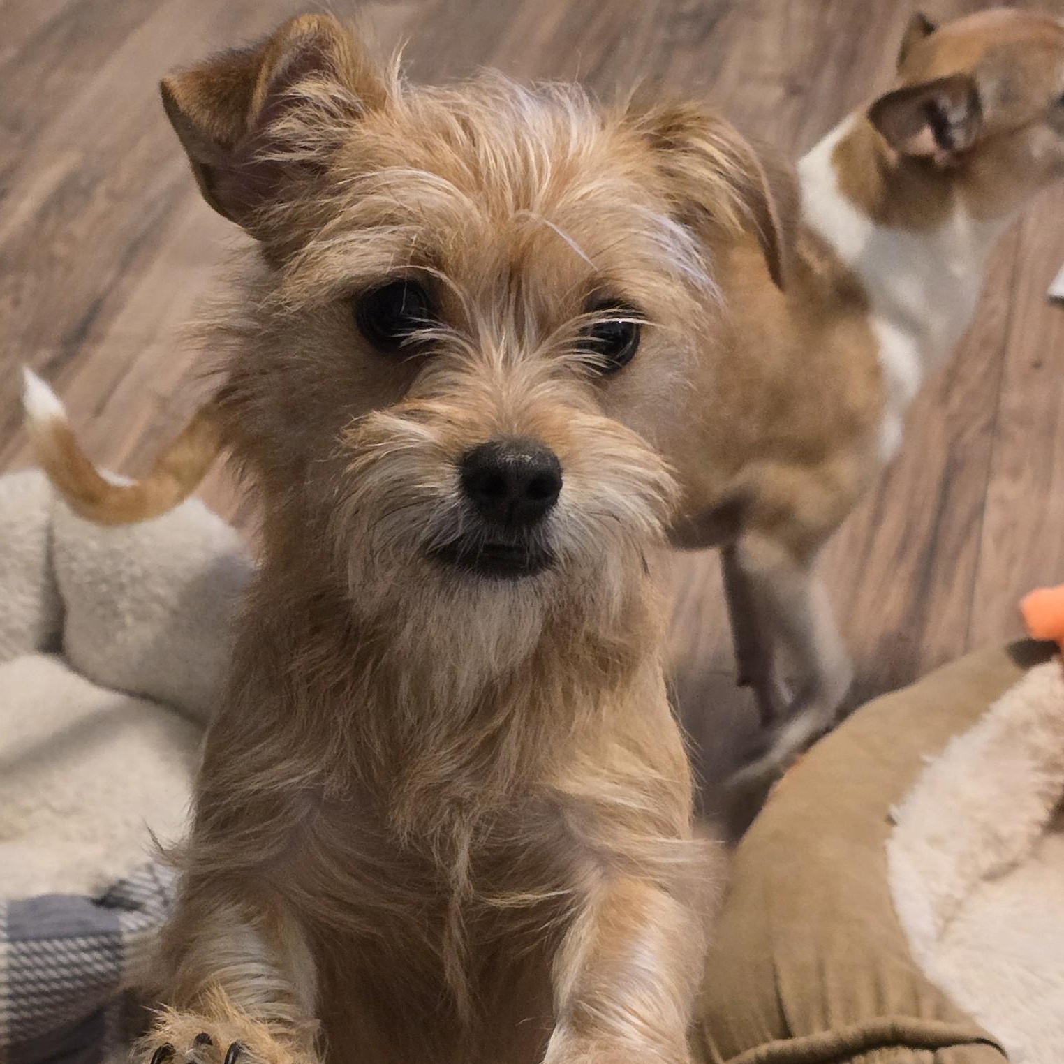 Enlarge Kit, an adopted mixed breed in Portland, OR image 4/6