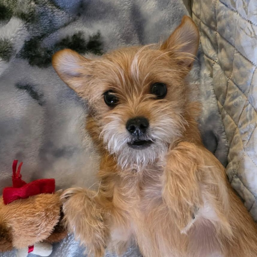 Enlarge Kit, an adopted mixed breed in Portland, OR image 2/6