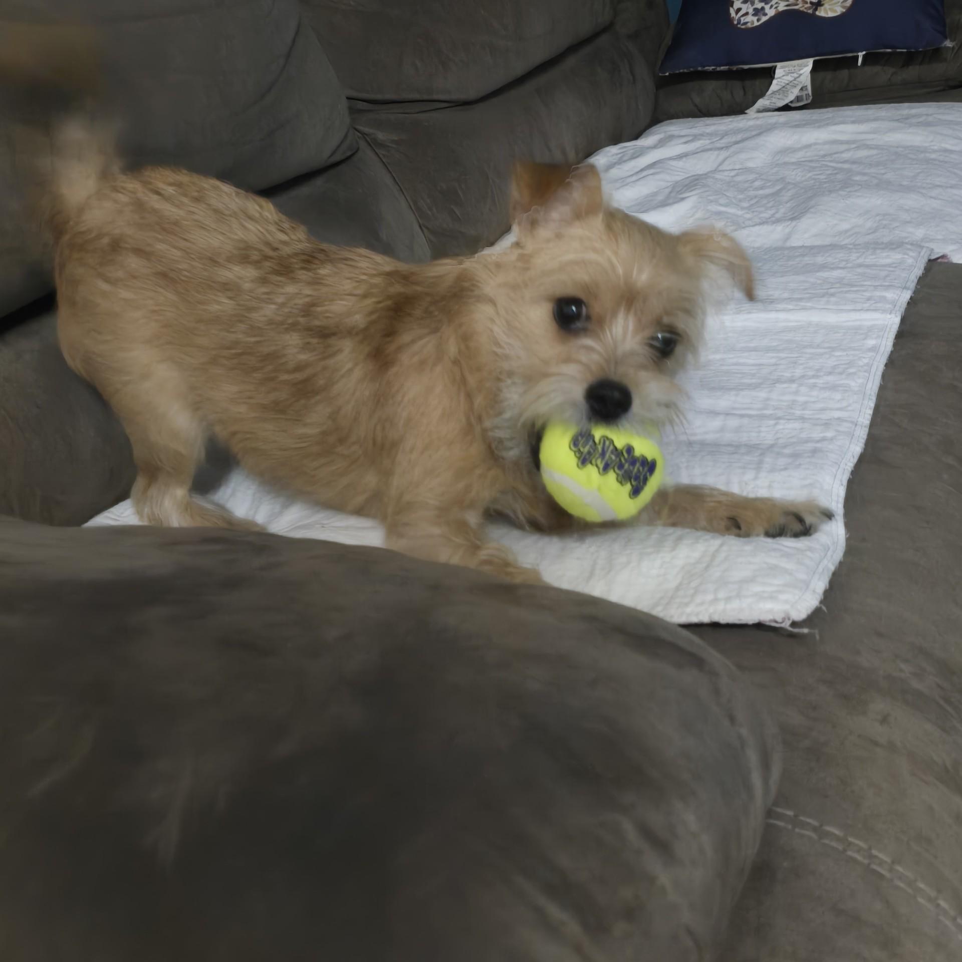 Enlarge Kit, an adopted mixed breed in Portland, OR image 5/6