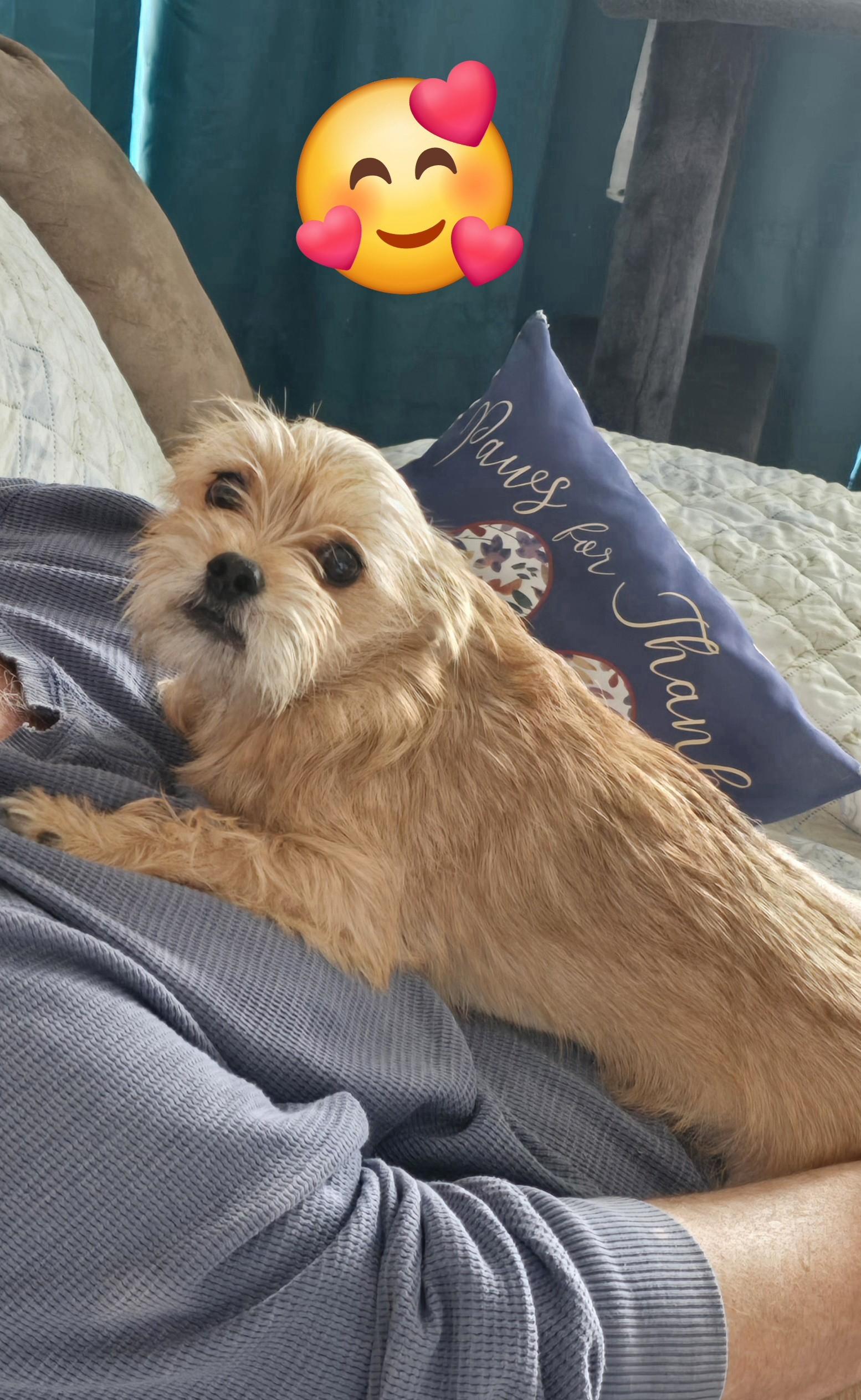 Enlarge Kit, an adopted mixed breed in Portland, OR image 6/6