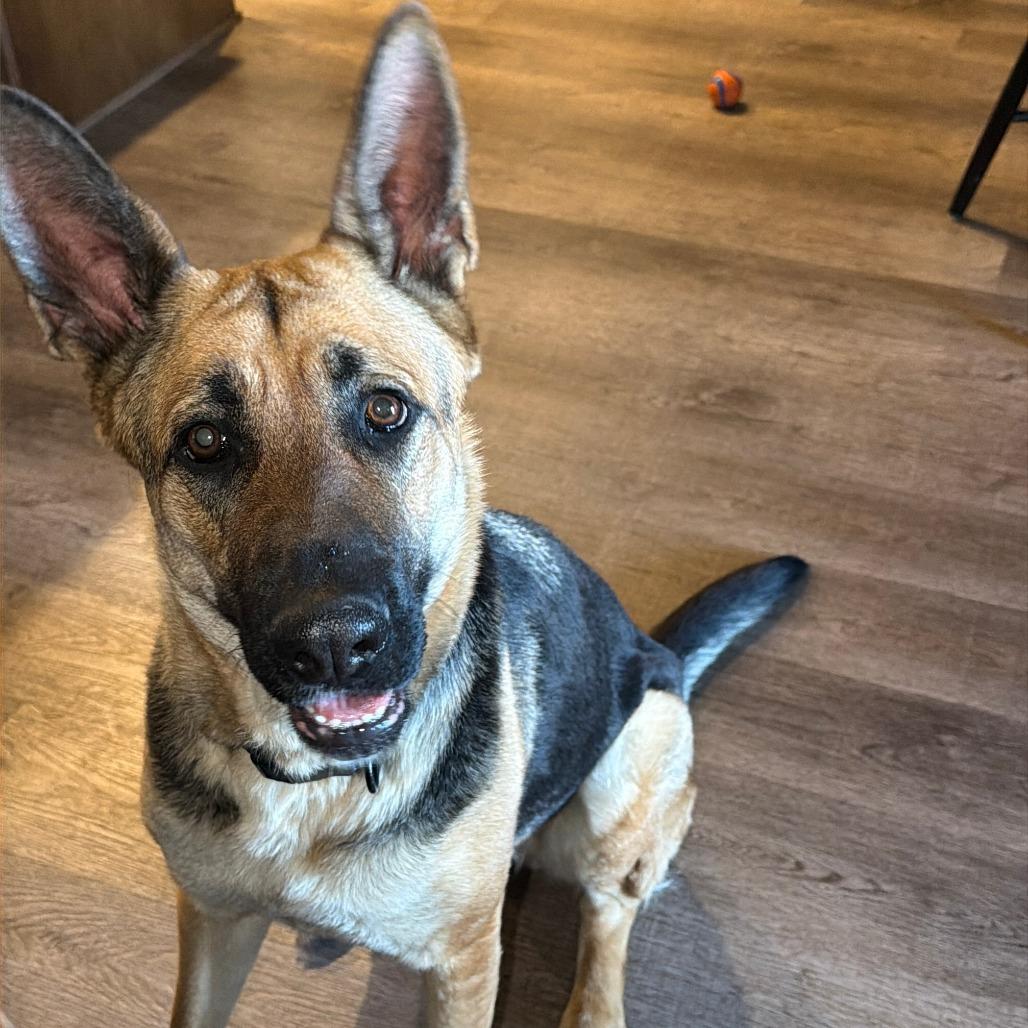 Enlarge Mela, a Adoptable German Shepherd Dog in Tulsa, OK image 1/6