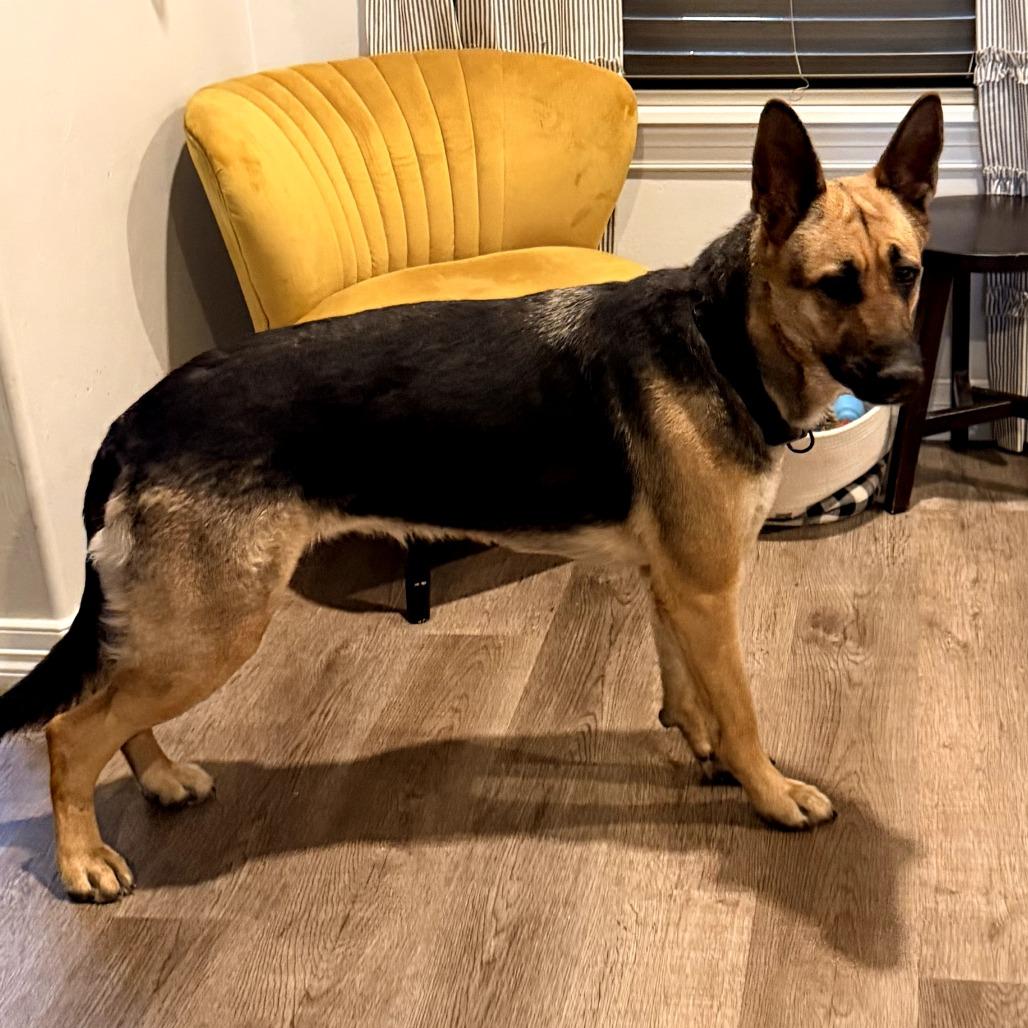 Enlarge Mela, a Adoptable German Shepherd Dog in Tulsa, OK image 2/6