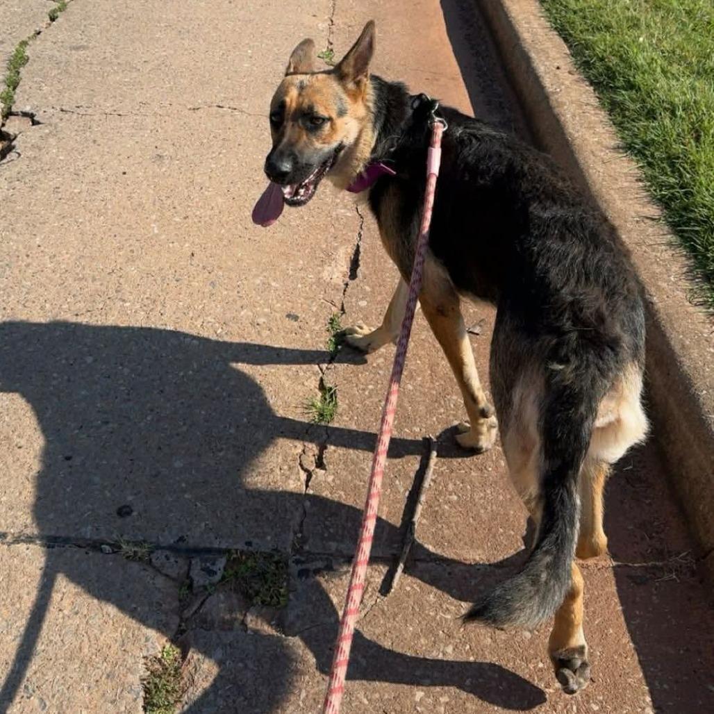 Enlarge Mela, a Adoptable German Shepherd Dog in Tulsa, OK image 3/6