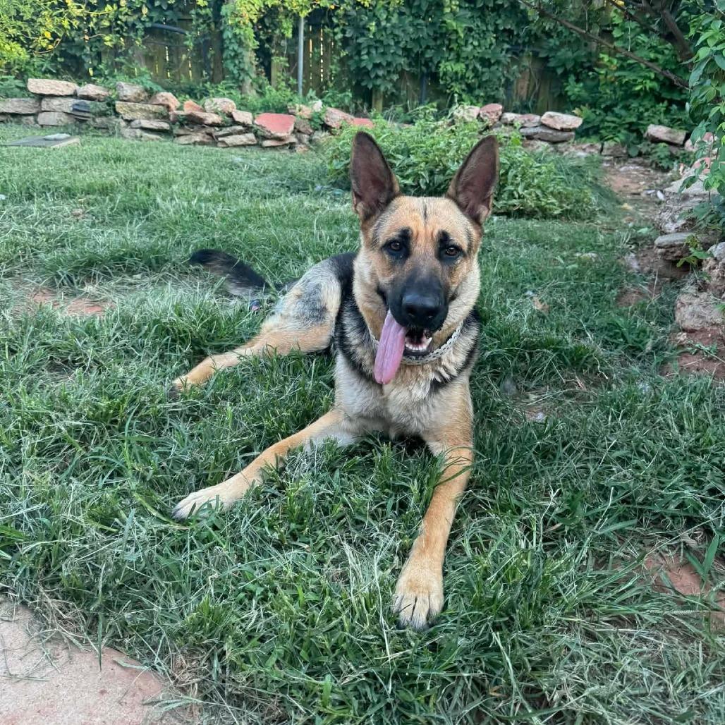 Enlarge Mela, a Adoptable German Shepherd Dog in Tulsa, OK image 4/6