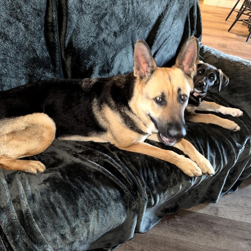 Enlarge Mela, a Adoptable German Shepherd Dog in Tulsa, OK image 6/6