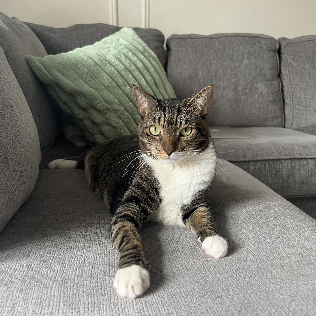 Croissant bonded Danish — thumbnail 3