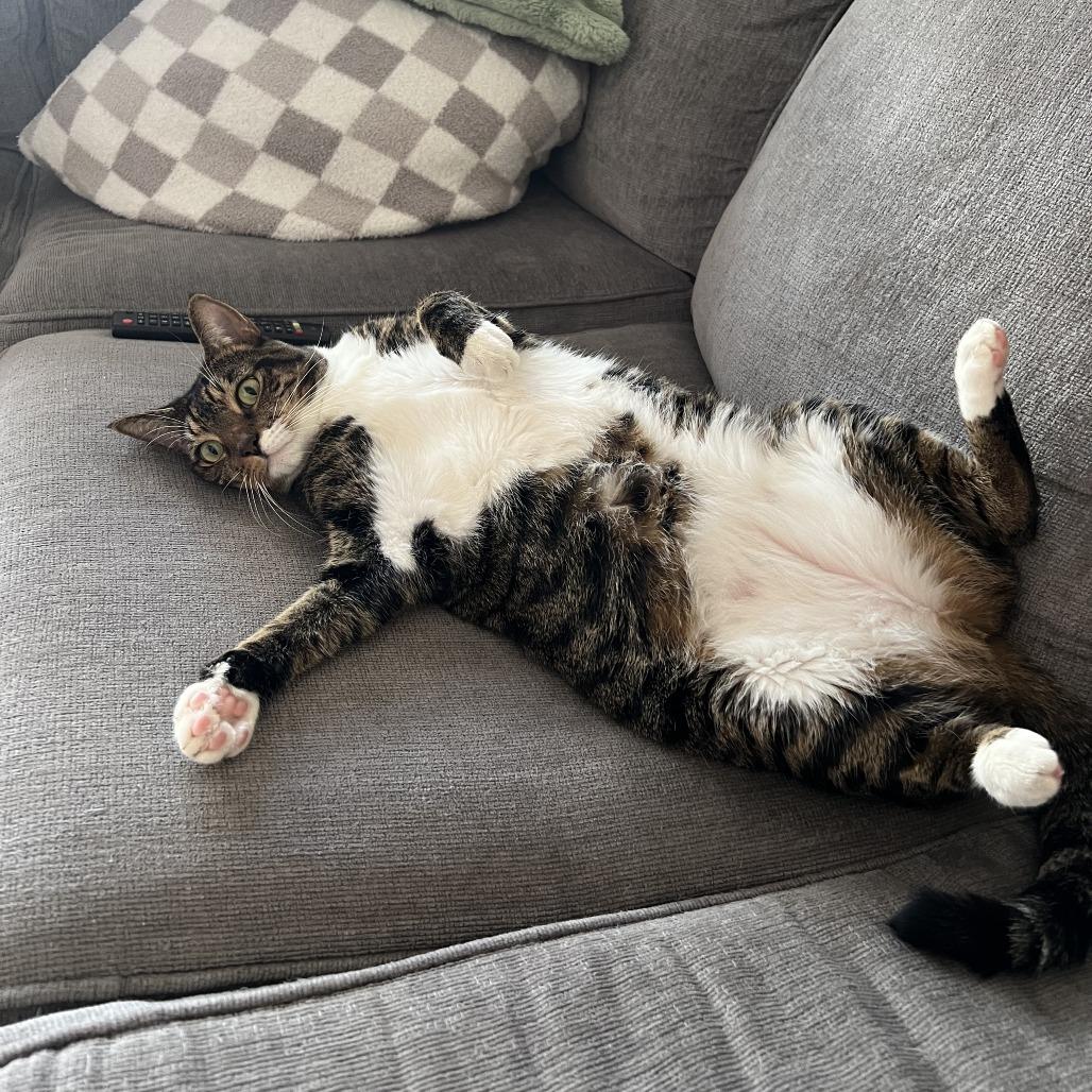 Croissant bonded Danish — thumbnail 5