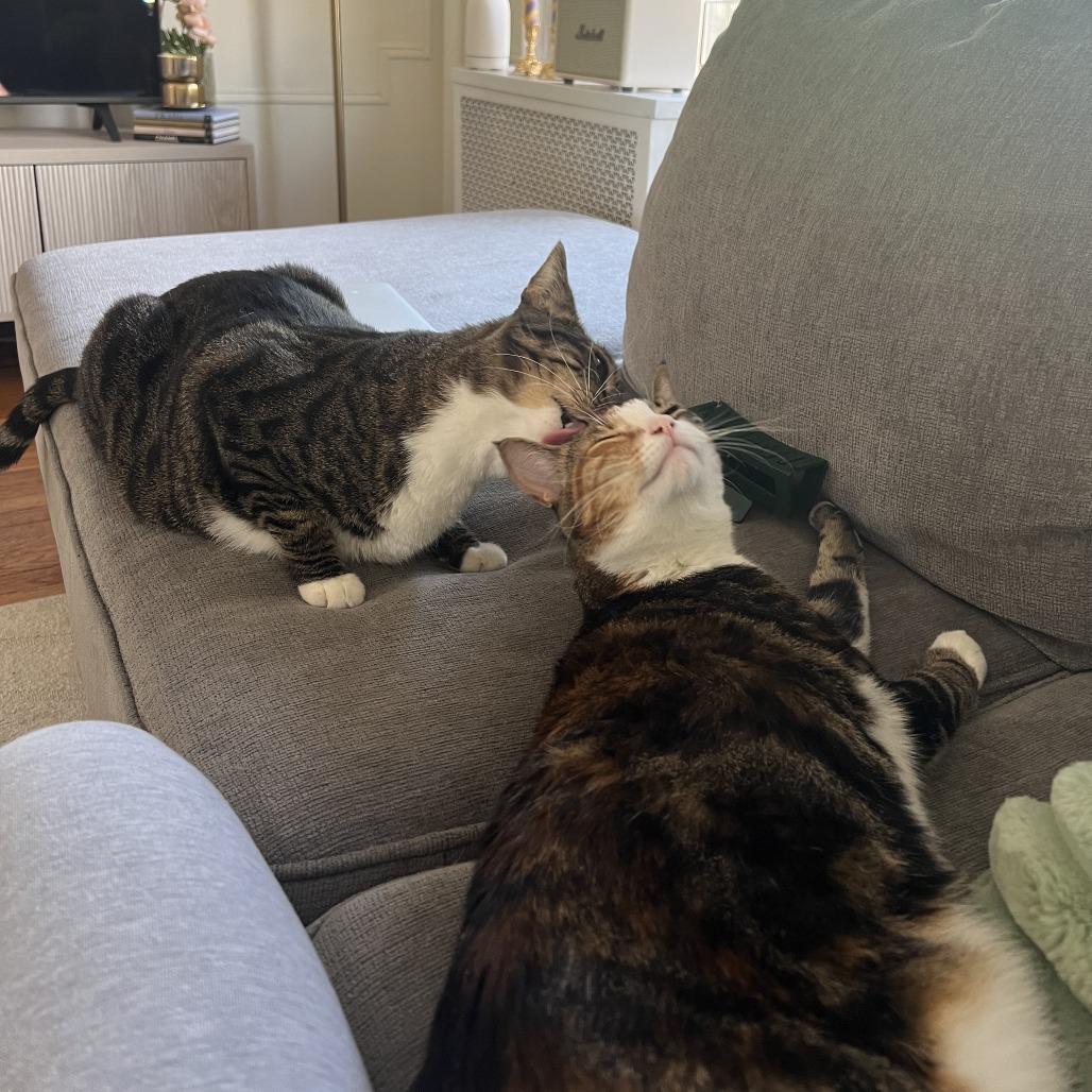 Croissant bonded Danish — thumbnail 6