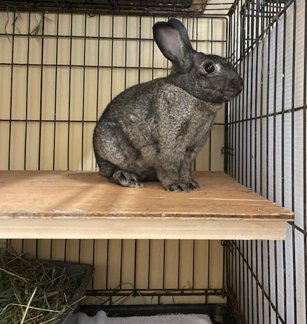 Enlarge Jinx (South Surrey), an adopted mixed breed in Vancouver, BC image 1/2