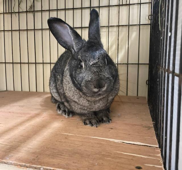 Enlarge Jinx (South Surrey), an adopted mixed breed in Vancouver, BC image 2/2