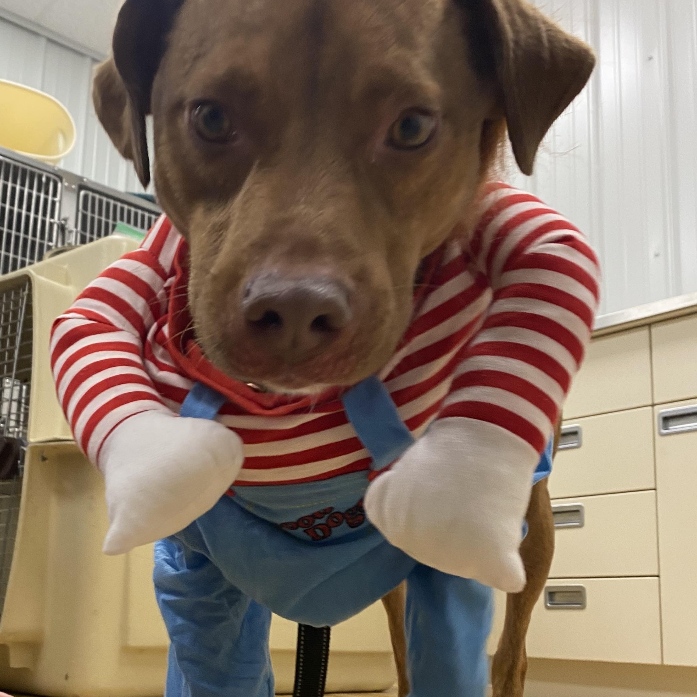 Enlarge Cannon, a Adoptable mixed breed in Montour Falls, NY image 5/6