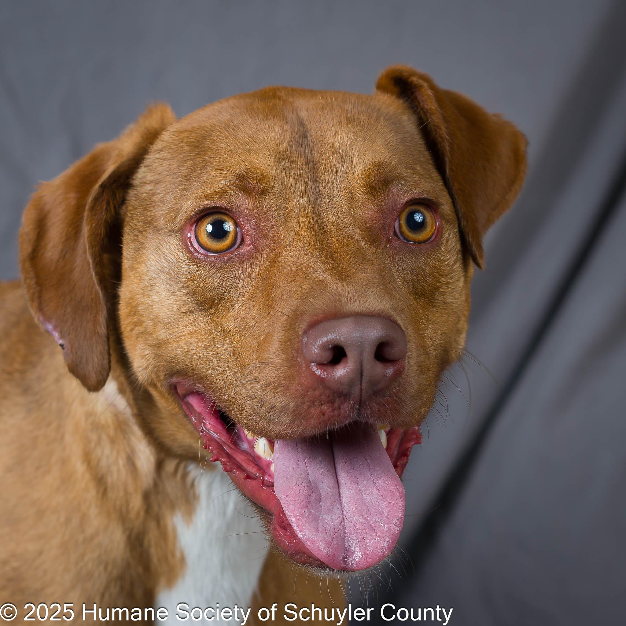 Cannon, Adoptable, Young Male Hound.