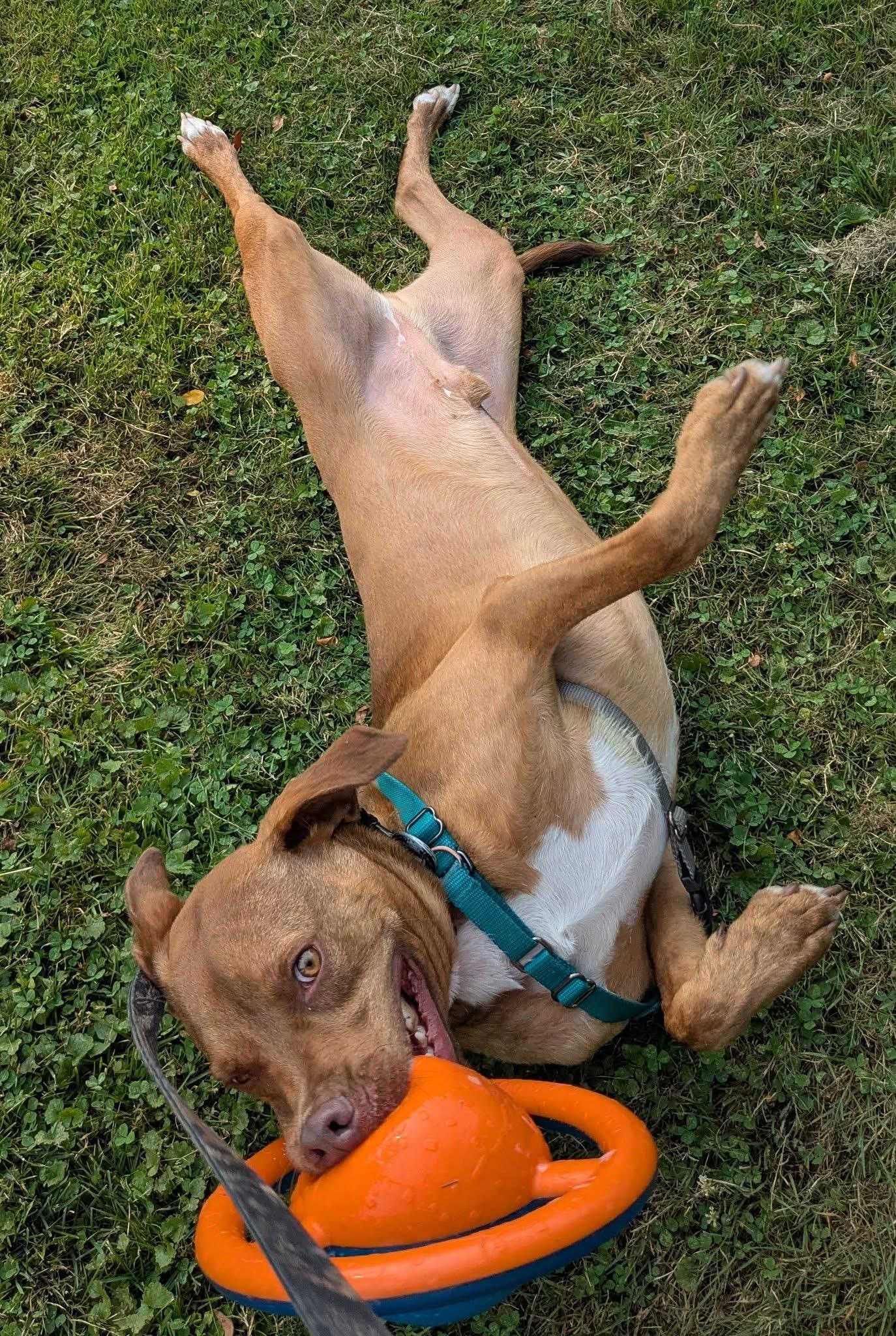 Enlarge Cannon, a Adoptable mixed breed in Montour Falls, NY image 6/6