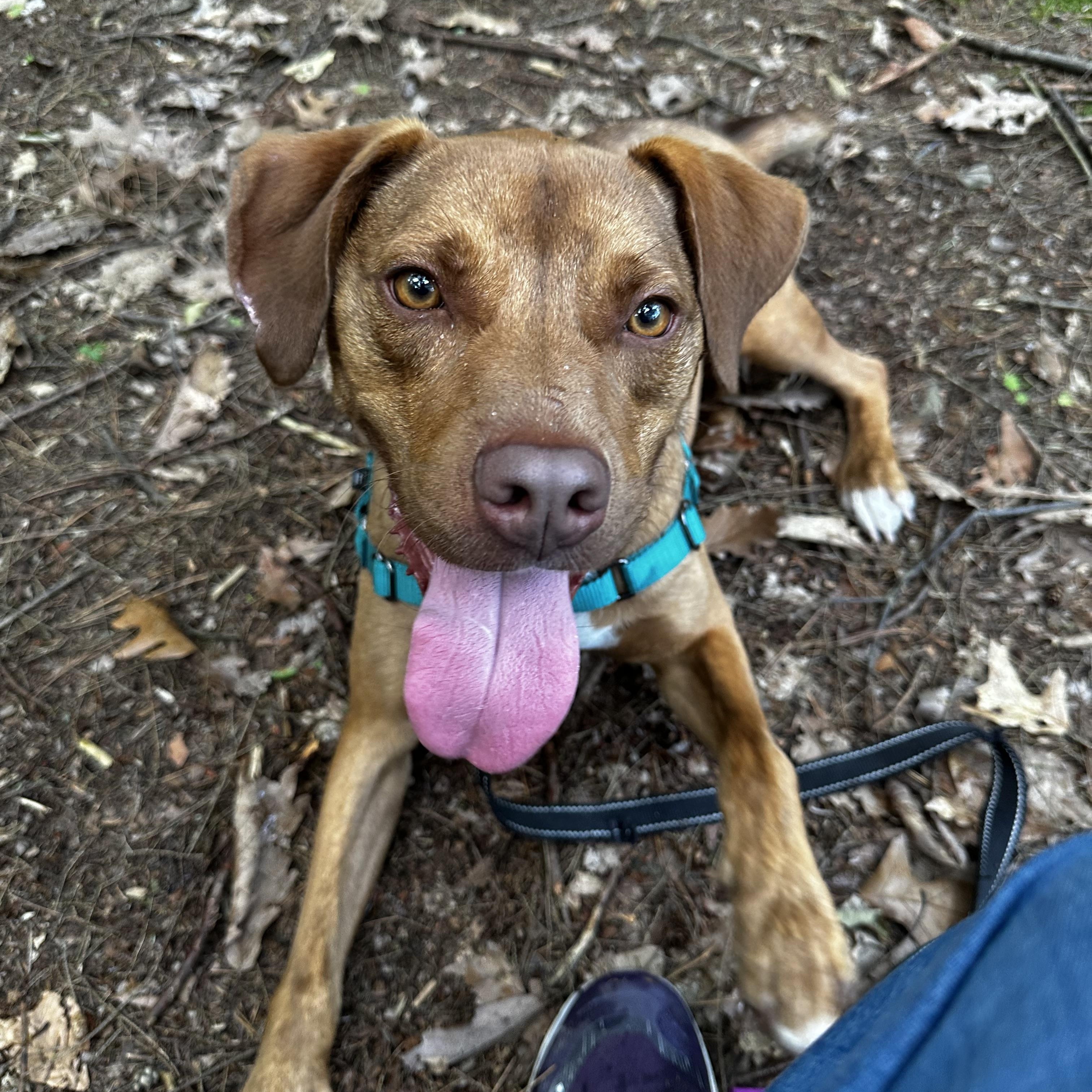 Enlarge Cannon, a Adoptable mixed breed in Montour Falls, NY image 2/6