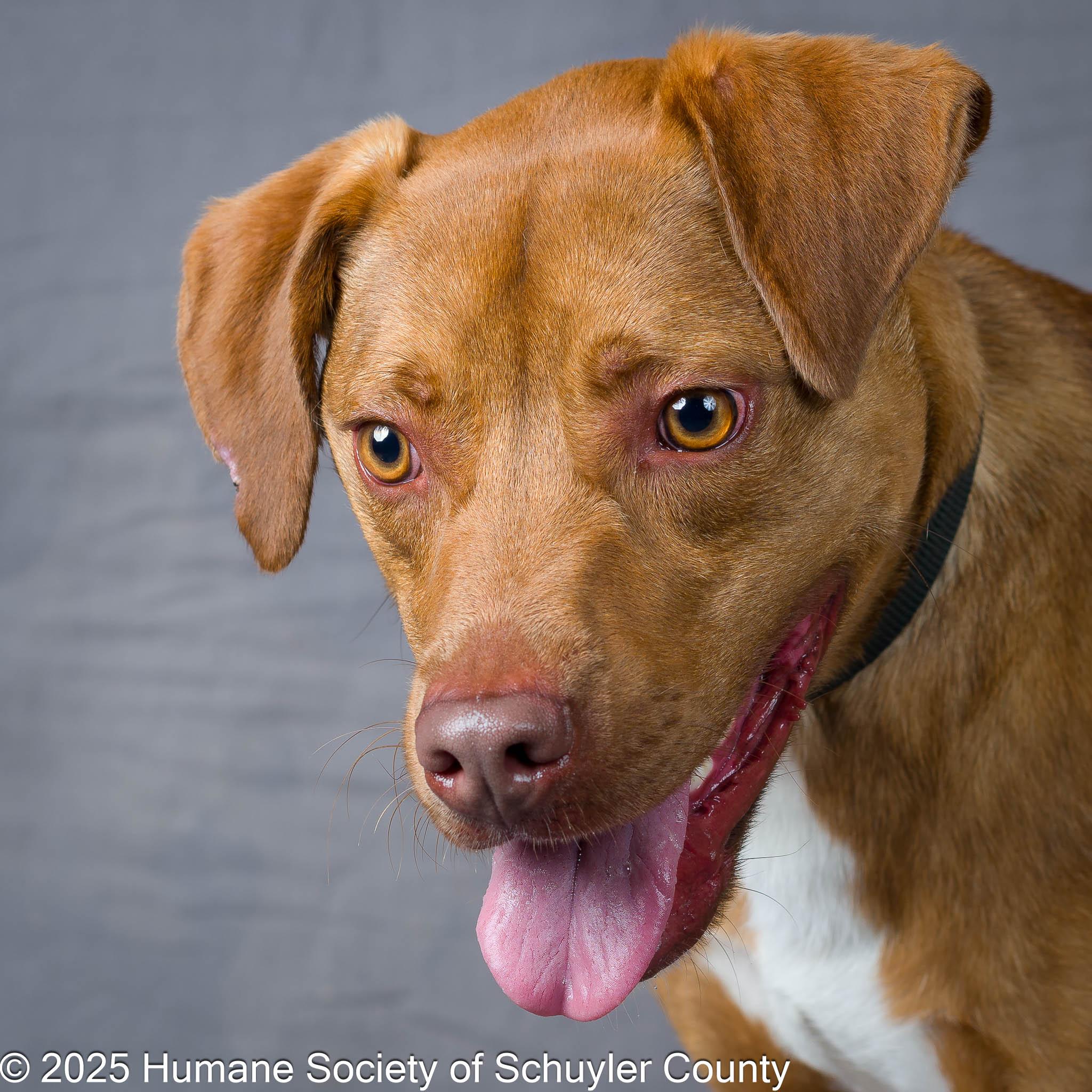 Enlarge Cannon, a Adoptable mixed breed in Montour Falls, NY image 3/6