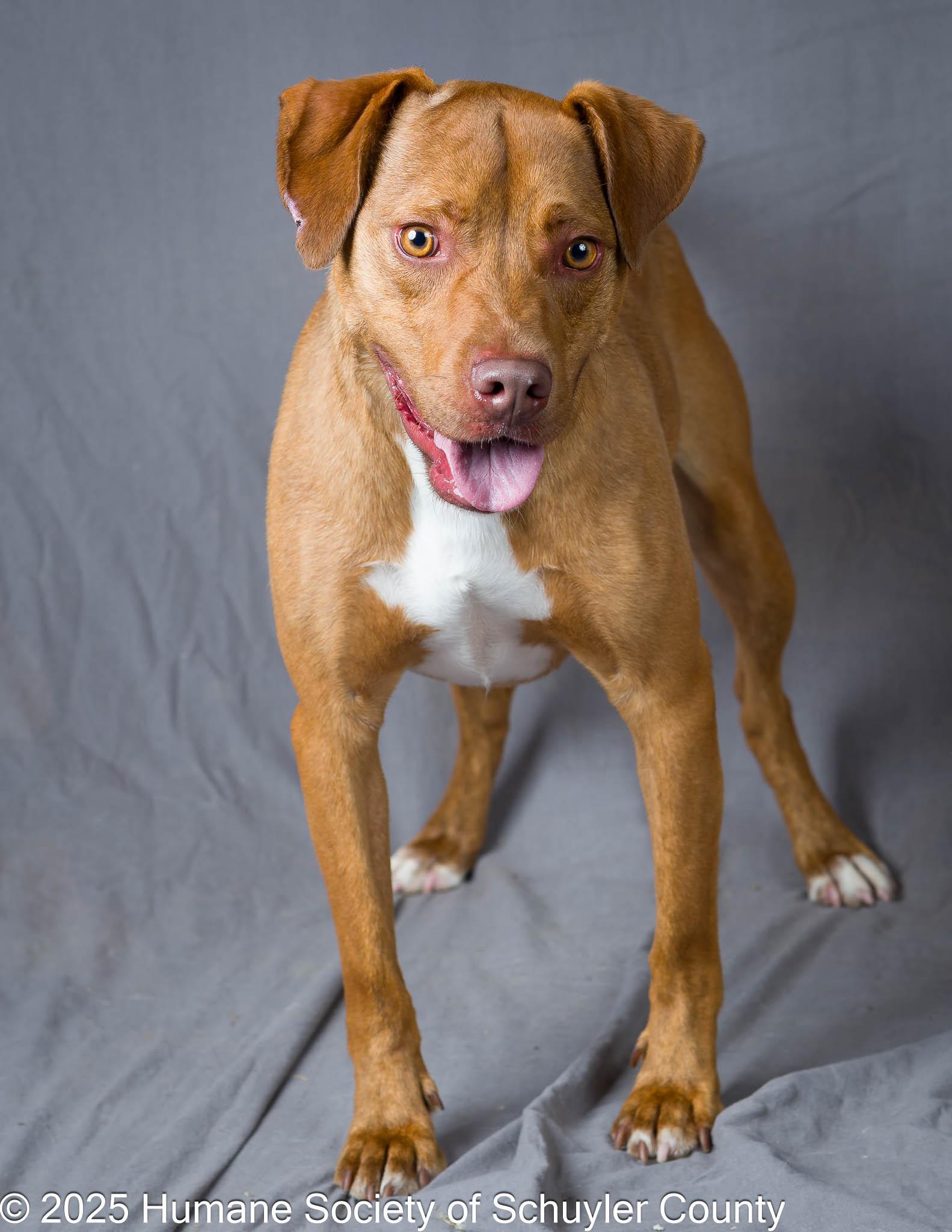 Enlarge Cannon, a Adoptable mixed breed in Montour Falls, NY image 4/6