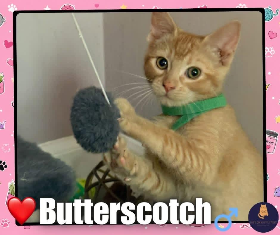Enlarge Butterscotch kitten, a ADOPTABLE Domestic Short Hair in Enfield, CT image 1/1